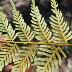 Pteridium esculentum (Bracken) at Meryla, NSW - 14 Sep 2020 by plants