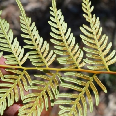 Pteridium esculentum (Bracken) at Wingecarribee Local Government Area - 14 Sep 2020 by plants