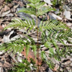 Pteridium esculentum at Meryla - 14 Sep 2020 11:10 AM