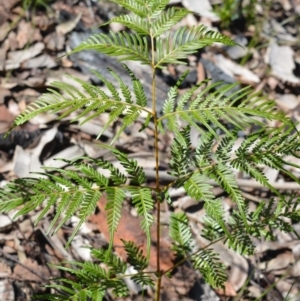 Pteridium esculentum at Meryla - 14 Sep 2020