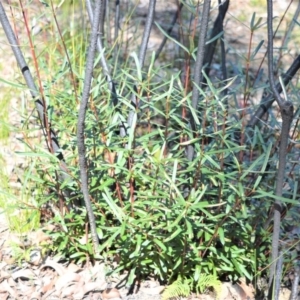 Lambertia formosa at Meryla, NSW - 14 Sep 2020