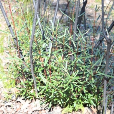 Lambertia formosa (Mountain Devil) at Meryla, NSW - 14 Sep 2020 by plants