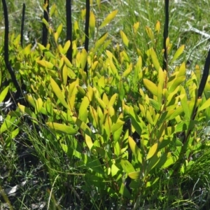 Hakea laevipes subsp. laevipes at Meryla, NSW - 14 Sep 2020