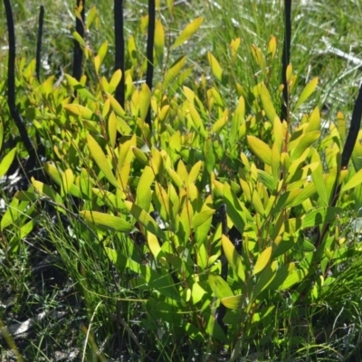 Hakea laevipes subsp. laevipes at Morton National Park - 14 Sep 2020 by plants