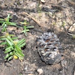 Banksia ericifolia (Heath Banksia) at Morton National Park - 14 Sep 2020 by plants