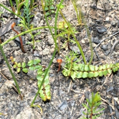 Lindsaea linearis (Screw Fern) at Morton National Park - 14 Sep 2020 by plants