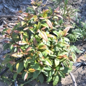 Elaeocarpus reticulatus at Meryla - 14 Sep 2020 11:17 AM