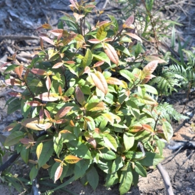 Elaeocarpus reticulatus (Blueberry Ash, Fairy Petticoats) at Wingecarribee Local Government Area - 14 Sep 2020 by plants