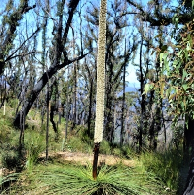 Xanthorrhoea australis (Austral Grass Tree, Kangaroo Tails) at Meryla State Forest - 14 Sep 2020 by plants