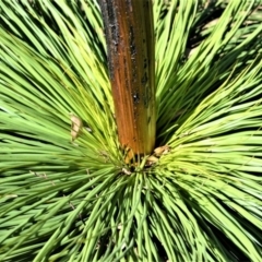 Xanthorrhoea australis at Meryla - suppressed