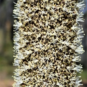 Xanthorrhoea australis at Meryla - 14 Sep 2020