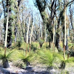 Xanthorrhoea australis at Meryla - suppressed