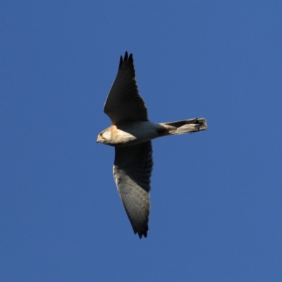 Falco cenchroides (Nankeen Kestrel) at Majura, ACT - 14 Sep 2020 by jb2602