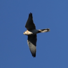 Falco cenchroides (Nankeen Kestrel) at Majura, ACT - 14 Sep 2020 by jbromilow50