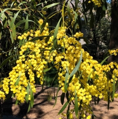 Acacia pycnantha (Golden Wattle) at Lyneham, ACT - 13 Sep 2020 by Yumiko2020