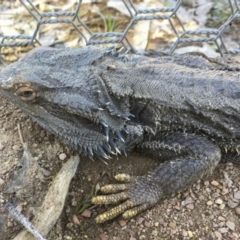 Pogona barbata (Eastern Bearded Dragon) at Forde, ACT - 14 Sep 2020 by CedricBear