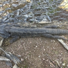 Pogona barbata at Forde, ACT - suppressed