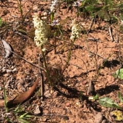 Stackhousia monogyna (Creamy Candles) at Mount Majura - 13 Sep 2020 by Kristi