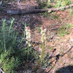 Stackhousia monogyna at Watson, ACT - 13 Sep 2020