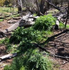 Silybum marianum (Variegated Thistle) at Watson, ACT - 13 Sep 2020 by Kristi