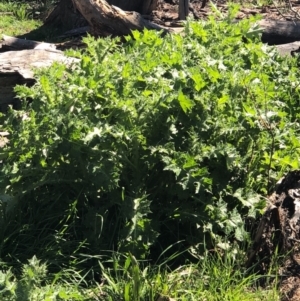 Silybum marianum at Watson, ACT - 13 Sep 2020