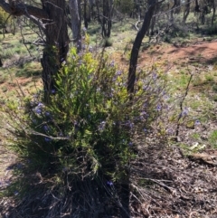 Stypandra glauca (Nodding Blue Lily) at Mount Majura - 13 Sep 2020 by Kristi