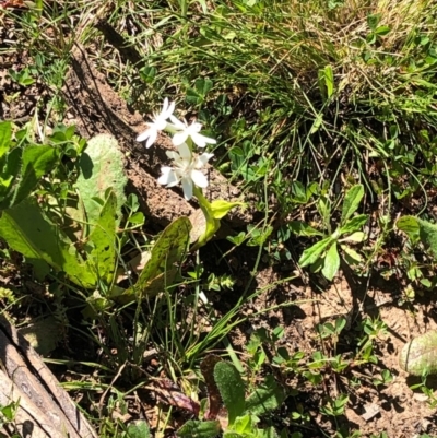 Wurmbea dioica subsp. dioica (Early Nancy) at Mount Majura - 13 Sep 2020 by Kristi