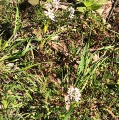 Wurmbea dioica subsp. dioica (Early Nancy) at Watson, ACT - 13 Sep 2020 by Kristi