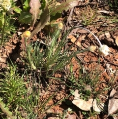 Leucochrysum albicans (Hoary Sunray) at Mount Majura - 13 Sep 2020 by Kristi