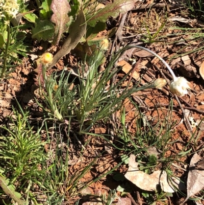 Leucochrysum albicans (Hoary Sunray) at Mount Majura - 13 Sep 2020 by Kristi