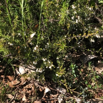 Cryptandra amara (Bitter Cryptandra) at Mount Majura - 13 Sep 2020 by Kristi