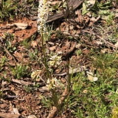 Stackhousia monogyna (Creamy Candles) at Watson, ACT - 13 Sep 2020 by Kristi