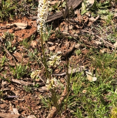 Stackhousia monogyna (Creamy Candles) at Mount Majura - 13 Sep 2020 by Kristi