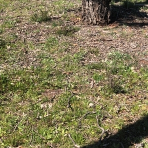 Stackhousia monogyna at Watson, ACT - 13 Sep 2020