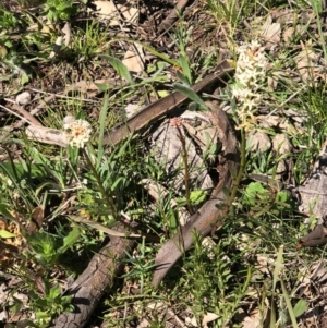 Stackhousia monogyna at Watson, ACT - 13 Sep 2020