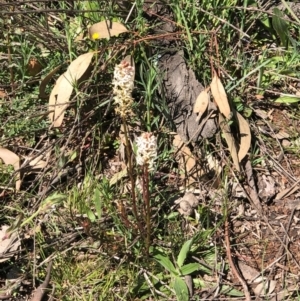 Stackhousia monogyna at Watson, ACT - 13 Sep 2020