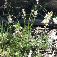 Stackhousia monogyna at Watson, ACT - 13 Sep 2020