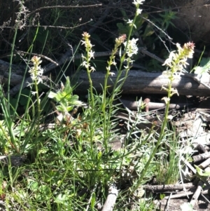 Stackhousia monogyna at Watson, ACT - 13 Sep 2020