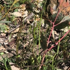 Stackhousia monogyna at Watson, ACT - 13 Sep 2020