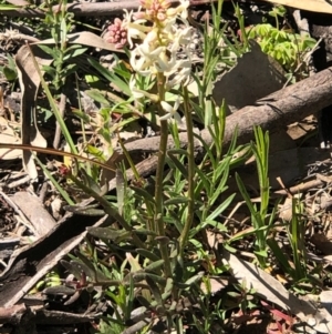 Stackhousia monogyna at Watson, ACT - 13 Sep 2020