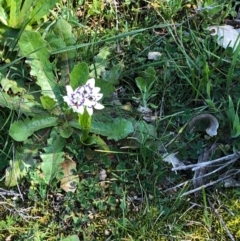 Wurmbea dioica subsp. dioica (Early Nancy) at Majura, ACT - 13 Sep 2020 by Kristi