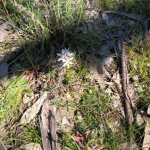 Wurmbea dioica subsp. dioica at Majura, ACT - 13 Sep 2020