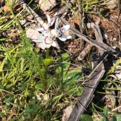 Wurmbea dioica subsp. dioica at Majura, ACT - 13 Sep 2020