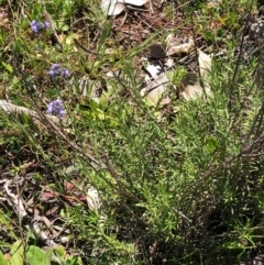 Chrysocephalum semipapposum (Clustered Everlasting) at Mount Majura - 13 Sep 2020 by Kristi