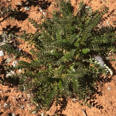 Acaena sp. (A Sheep's Burr) at Mount Majura - 13 Sep 2020 by Kristi