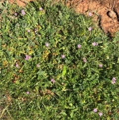 Erodium cicutarium (Common Storksbill, Common Crowfoot) at Mount Majura - 13 Sep 2020 by Kristi