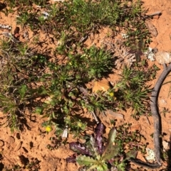 Triptilodiscus pygmaeus (Annual Daisy) at Mount Majura - 13 Sep 2020 by Kristi