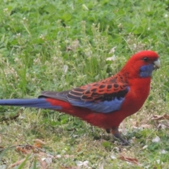 Platycercus elegans (Crimson Rosella) at Conder, ACT - 6 Sep 2014 by michaelb