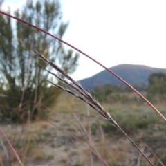 Bothriochloa macra (Red Grass, Red-leg Grass) at Tennent, ACT - 17 May 2020 by MichaelBedingfield