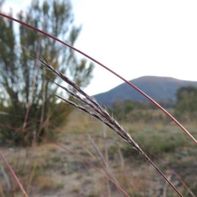 Bothriochloa macra (Red Grass, Red-leg Grass) at Gigerline Nature Reserve - 17 May 2020 by michaelb